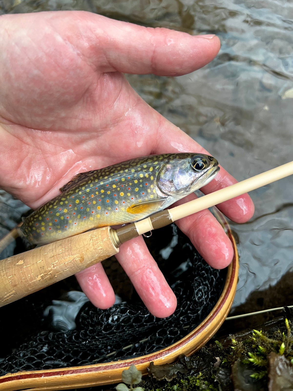 Risen WLR Rod and Reel Combo