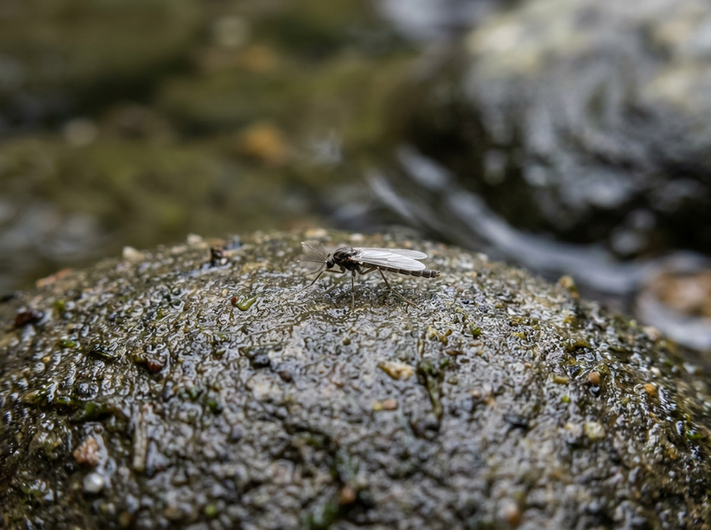 Midges