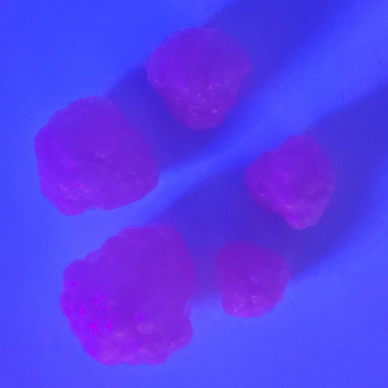 Robolize Okie Drifter - Bubblegum
