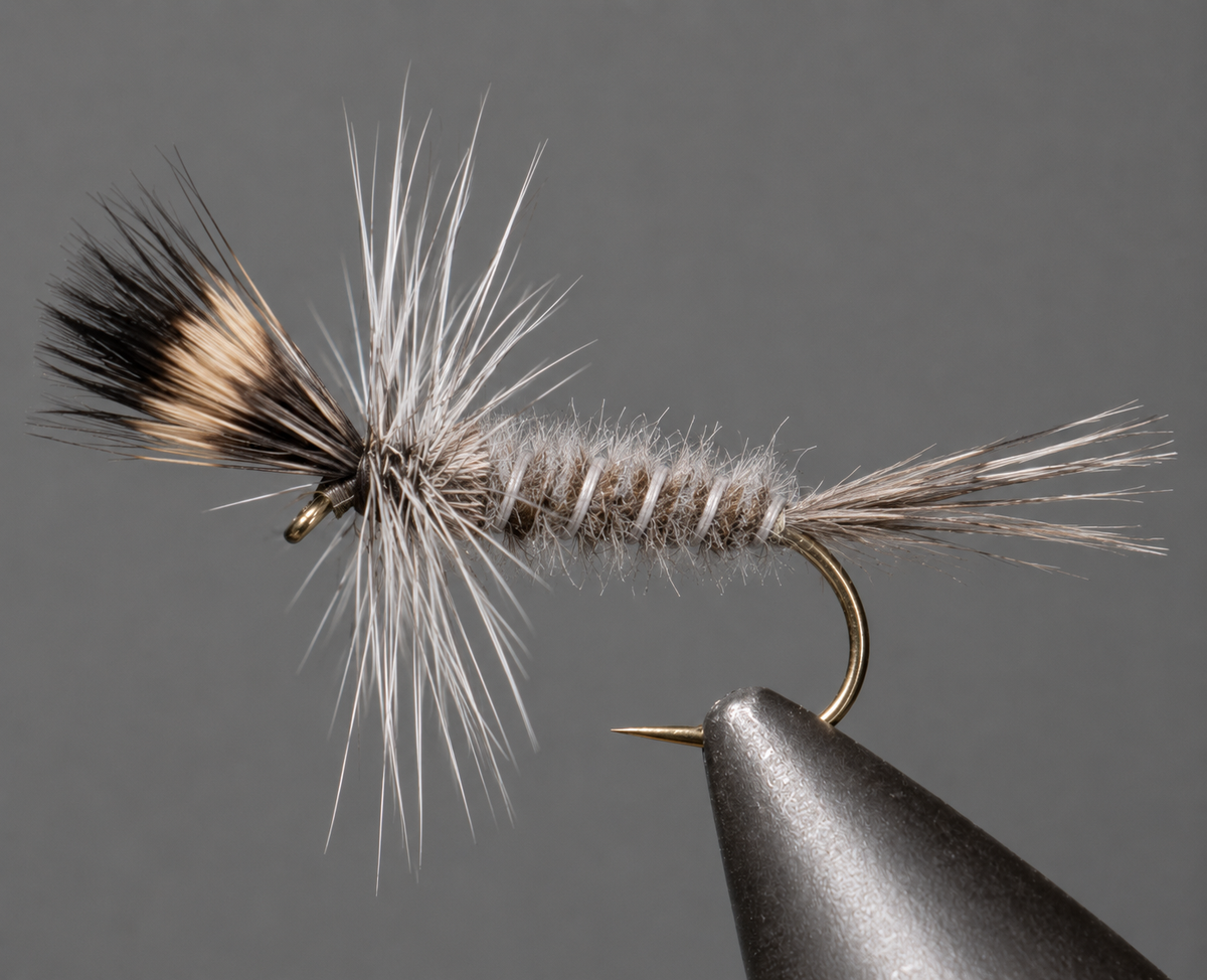 Stone Creek Crane Fly Larva Fly