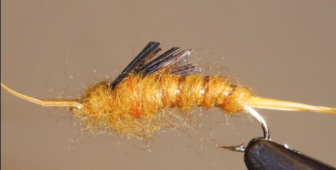 Stone Creek Giant Kauffmann Stonefly Nymphs