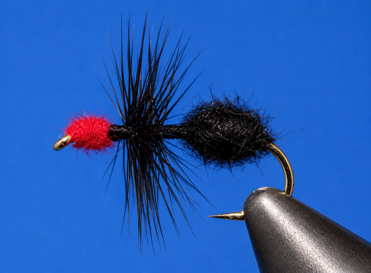 Stone Creek Ants Terrestrial Fly