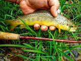 Risen Genesis Moderate-Fast Fly Rod