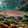 Rainbow Trout